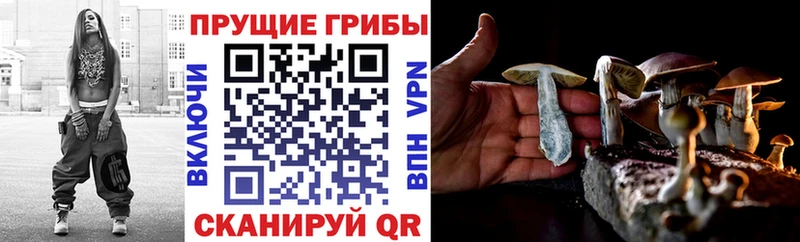 где купить наркоту  Заозёрный  Псилоцибиновые грибы Psilocybe 