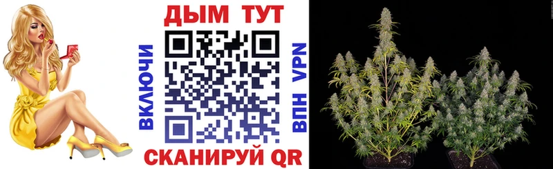 Канабис Amnesia  Заозёрный 